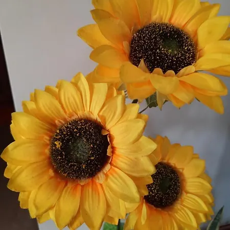 Sunflower Sea View With Magnificent Terrace In Serra Da Pescaria, - Portugal Сasa de vacaciones *